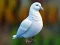 Gêm Realistic Pigeon Rescue ar-lein