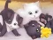 Gêm Jigsaw Puzzle: Playing Cats ar-lein