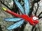 Gêm Escape From Dragonfly Forest ar-lein