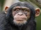Gêm Chimpanzee Jigsaw ar-lein