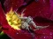 Gêm Crab Spider Jigsaw ar-lein