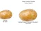 Gêm Potato Construct 2 Edition ar-lein