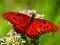 Gêm Nature Jigsaw Puzzle Butterfly ar-lein