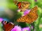 Gêm Butterfly Slide ar-lein