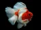 Gêm Gold Fish Jigsaw Puzzle ar-lein