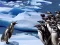 Gêm Penguins Slide ar-lein