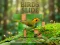 Gêm Birds Slide ar-lein