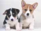 Gêm Cute Puppies Puzzle ar-lein