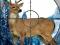 Gêm Sniper Stag Hunter ar-lein