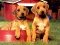 Gêm Puppy Pairs Puzzle ar-lein