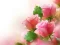 Gêm Pink Roses ar-lein
