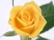 Gêm Yellow Roses ar-lein