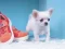 Gêm Lovely Puppy Puzzle ar-lein