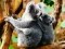 Gêm Cute Baby Koala Bear ar-lein