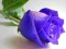 Gêm Blue Roses ar-lein
