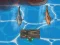 Gêm Titanic Shark Attacks ar-lein