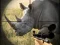 Gêm Wild Rhino Hunter ar-lein
