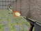 Gêm Bullet Fire ar-lein