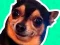 Gêm What meme dog are you ? ar-lein