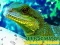 Gêm Chinese Water Dragon Jigsaw ar-lein