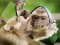 Gêm Chimpanzee Jigsaw ar-lein