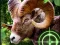 Gêm Crazy Goat Hunter 2020 ar-lein
