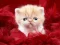 Gêm Funny Kitty ar-lein