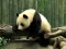 Gêm Pandas Puzzle ar-lein