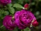 Gêm Purple Roses ar-lein