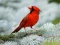 Gêm Birds Puzzle ar-lein