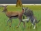 Gêm Wolf Life Simulator ar-lein
