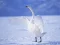 Gêm Graceful Swans ar-lein