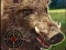 Gêm Boar Hunting Jigsaw ar-lein