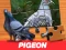 Gêm Pigeon Jigsaw Puzzle ar-lein