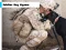Gêm Soldier Dog Jigsaw ar-lein