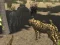 Gêm African Cheetah Hunting Simulator ar-lein