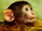 Gêm Funny Baby Monkey ar-lein