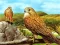 Gêm Birds of Prey Slide ar-lein