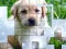 Gêm PicPu Dog ar-lein