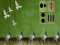 Gêm Pigeon Escape 2 ar-lein
