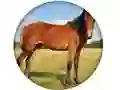 Gêm Animal Quiz ar-lein
