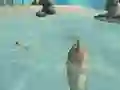 Gêm Shark Simulator Beach Killer ar-lein