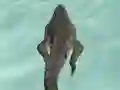 Gêm Crocodile Simulator Beach Hunt ar-lein