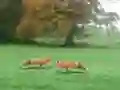 Gêm Hunted Fox ar-lein