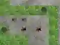Gêm Spider Tower Defence ar-lein