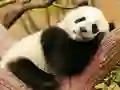 Gêm Animal Differences ar-lein