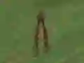 Gêm Dino Hunt ar-lein