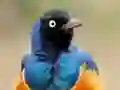 Gêm Animal Puzzle: Wildlife & Logic ar-lein