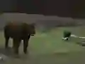 Gêm Bear Den ar-lein
