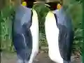 Gêm Penguin Puzzle ar-lein